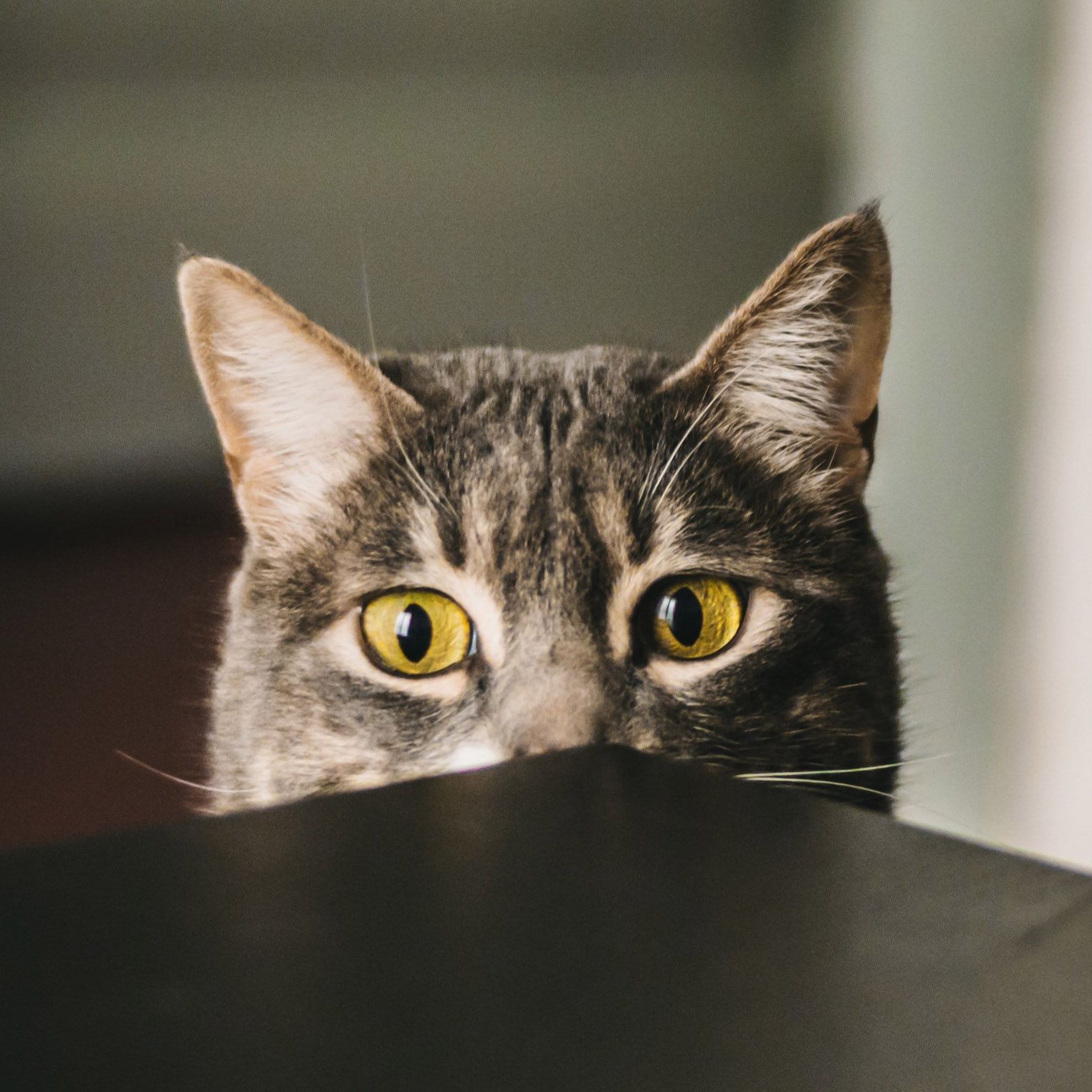 sneaky-cat-1